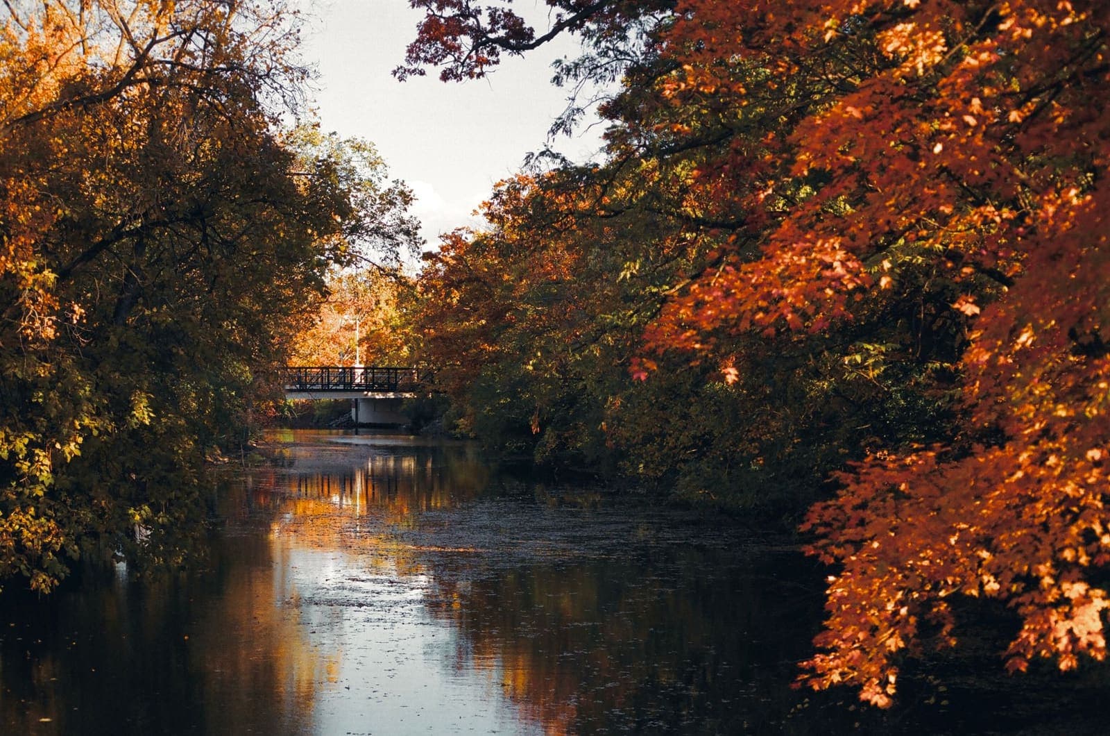 An autumn river lined with orange maples running under a small footbridge in Michigan