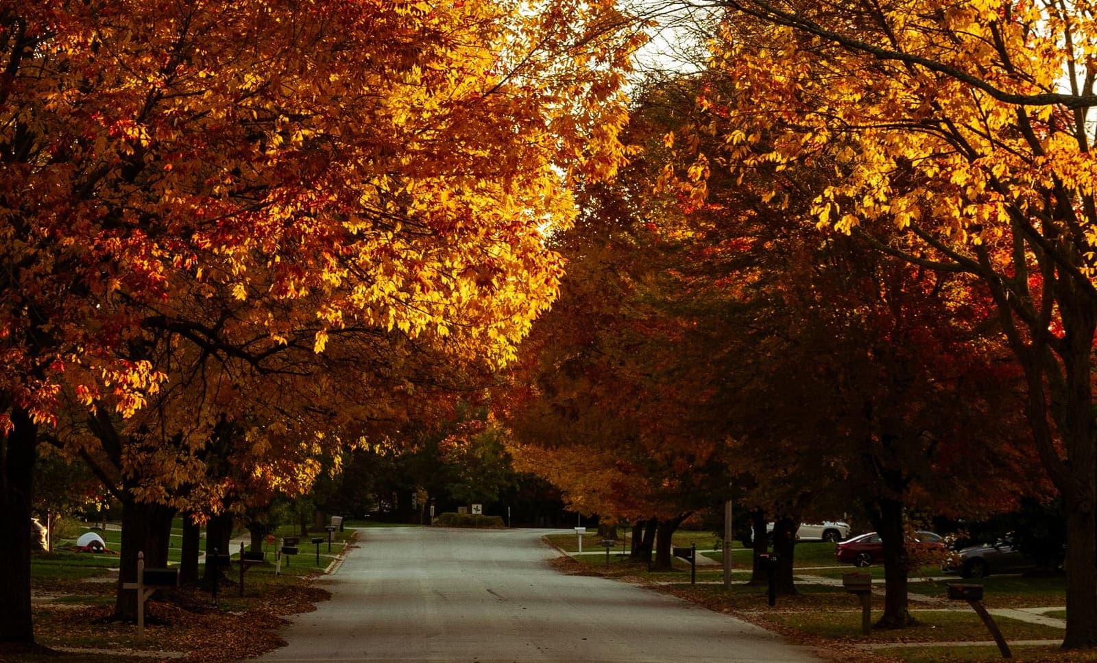 A residential street lined with orange and gold trees in autumn, with mailboxes along the curb