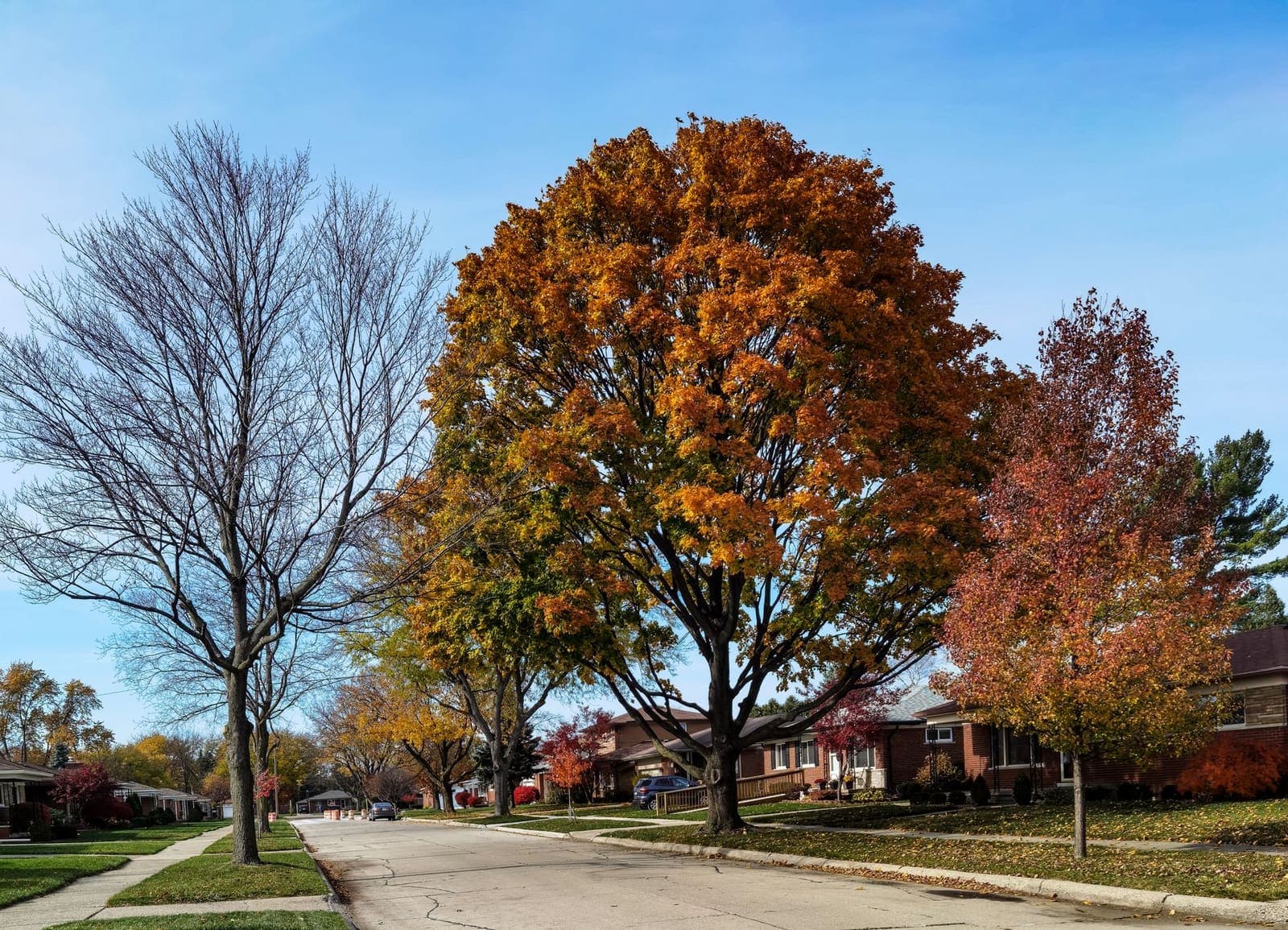 A tree-lined street of brick ranch houses in autumn with orange and red maples along the curb