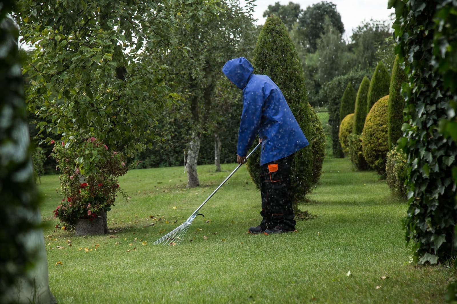 A grounds worker in a rain jacket raking leaves along a row of hedges